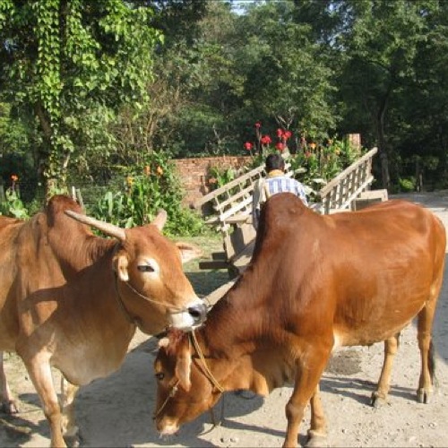 Met de ossenkar langs boerenplaatsen in Chitwan Nationaal Park
